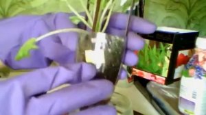 14 06 2019 Фиалка Богиня ночи. Комнатные цветы. Комнатные растения.