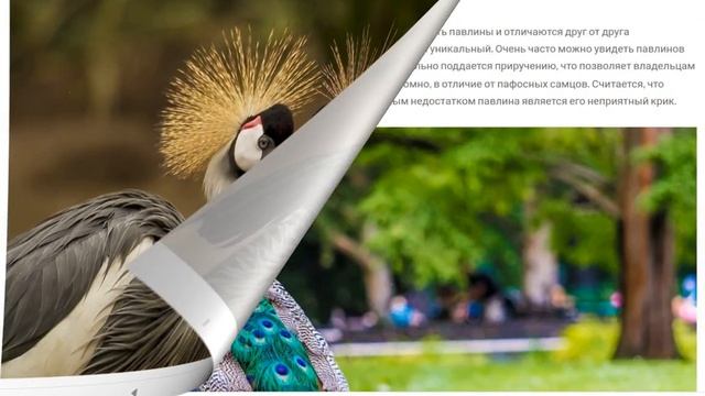 Красивые пернатые с ярким опереньем . смотреть онлайн