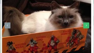 Коты любят коробки - Забавные и смешные кошки