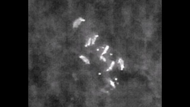 Drone DJI Mavic 3 T thermal test Wild boar Hogs wildlife animals смотреть онлайн