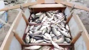 Вот что делают с рыбой на Сартлане