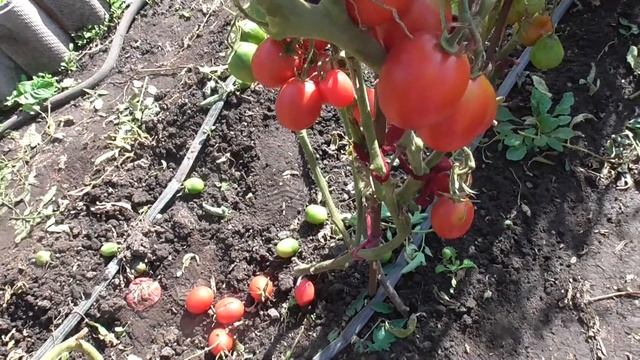 ОЧЕНЬ УРОЖАЙНЫЙ ТОМАТ РОЗОВЫЙ ФЛАМИНГО. ОБЗОР. Ольга Чернова.