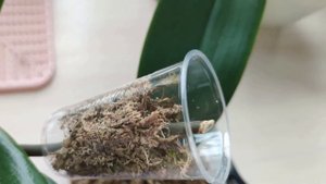 ФАКТОРЫ, ВЛИЯЮЩИЕ НА УЛЬТРА ПЫШНОЕ ЦВЕТЕНИЕ ОРХИДЕЙ! РАСКОЧЕГАРИЛА ОРХИДЕЮ НА ЧЕТЫРЕ ЦВЕТОНОСА!