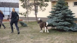 Американская миниатюрная лошадь жеребец АМНА 2019г.р