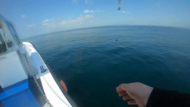 Catching some nice sea fish in Ireland смотреть онлайн