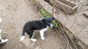 Бордер колли щенки 23 05 2022 (исполнилось 3 месяца)