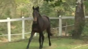 ABELARDO BELTRÃO - HARAS LAGOA DA SERRA