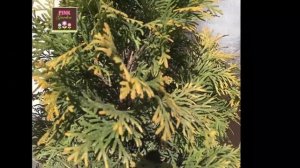 Туя западная Янтарь® Туя західна Янтар® Thuja occidentalis Jantar®