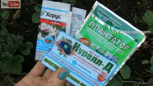 УХОД ЗА КЛУБНИКОЙ ОСЕНЬЮ.ОБРАБОТКА ОТ БОЛЕЗНЕЙ.ПОДКОРМКА ДЛЯ БОЛЬШОГО УРОЖАЯ