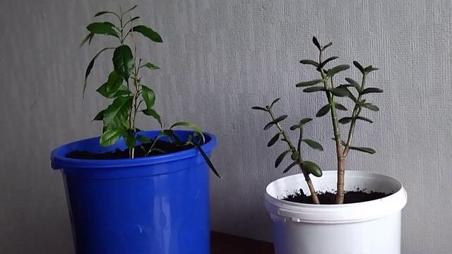 любимые цветочки