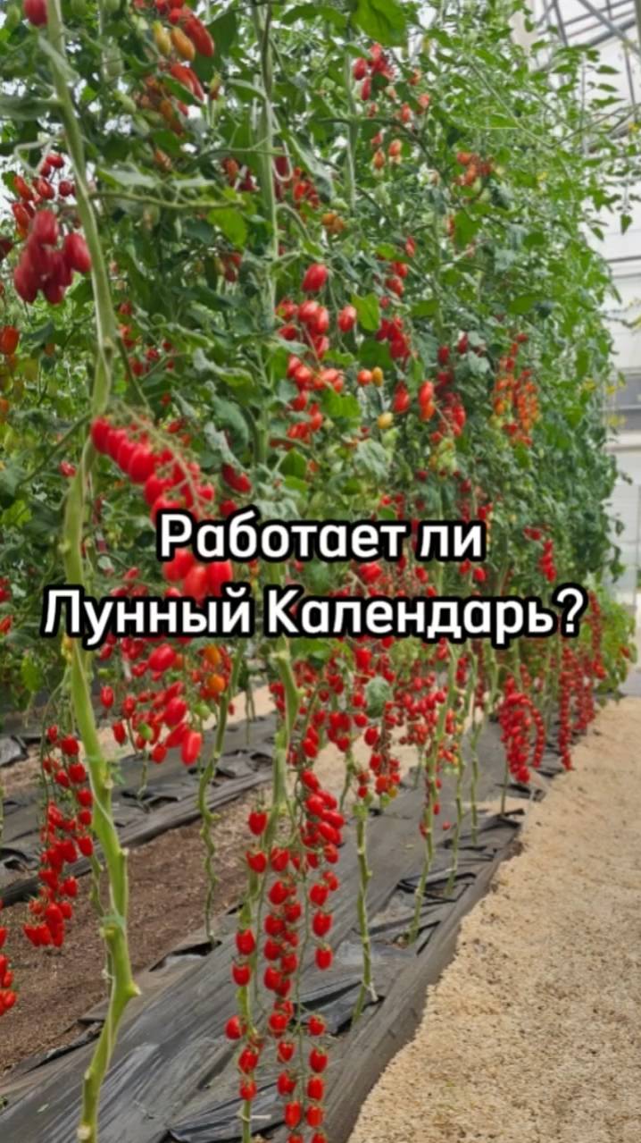 Лунный посевной календарь. Как работает лунный календарь.
