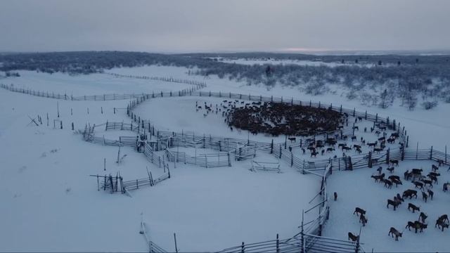 Крайний север / работа оленеводов Work of reindeer herders in Russia смотреть онлайн