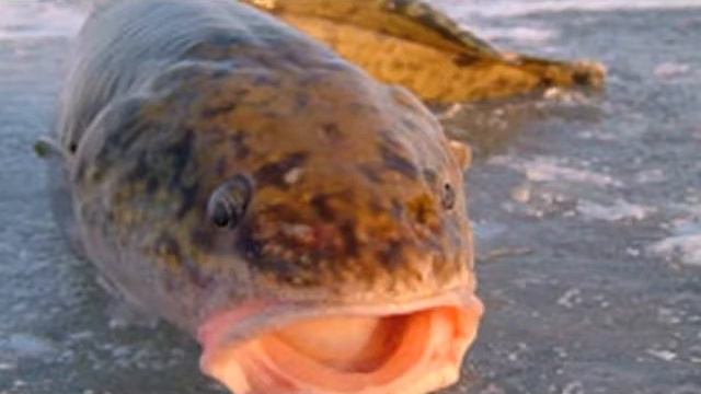 Пресноводная треска -- Налим смотреть онлайн