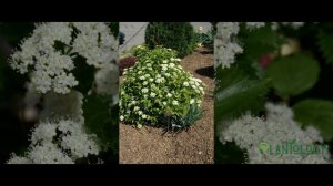 Blue Muffin Viburnum