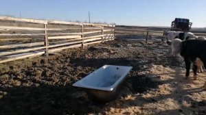 Зимнее содержание коров в загоне