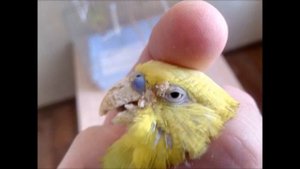 Классический случай клеща(Knemidocoptes mutans)  на вызове у волнистого попугая