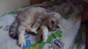 ПОГЛАДЬ КОТА 😻 Самая Красивая Вислоухая Кошка Хлоя Балдеет🐱 Cat