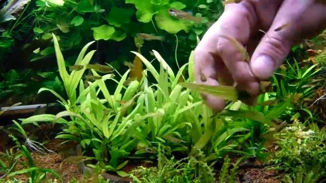 Hygrophila corymbosa siamensis 53b (low tech növénykalauz) смотреть онлайн