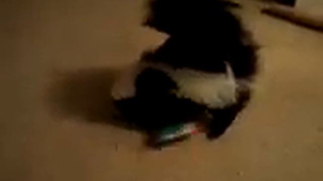 Isis's first x-mas (my pet skunk) смотреть онлайн