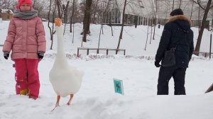 ГУСЬ ВАСИЛИЙ-ЗВЕЗДА ГОРОДСКОЙ ФЕРМЫ НА ВДНХ