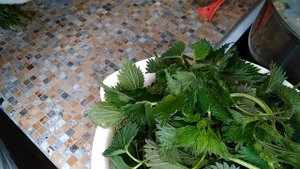Суп из крапивы. Полезные свойства крапивы.