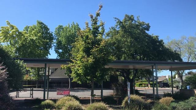 Persian Ironwood (Parrotia persica) смотреть онлайн