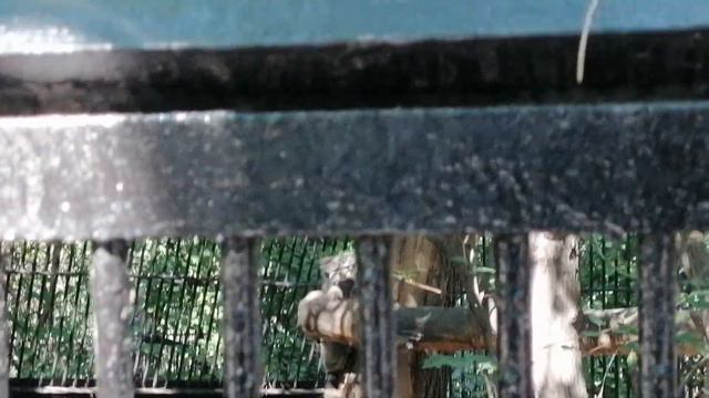 Котята манула Евы. 1.08.2023 смотреть онлайн