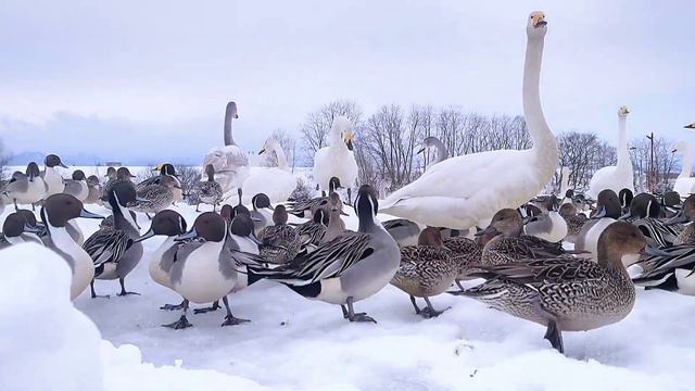 藤崎町「白鳥ふれあい広場」