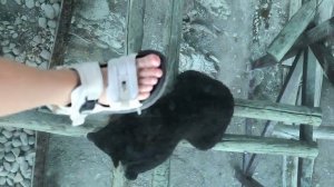 #путешествия #travelmusic #животные #пумба