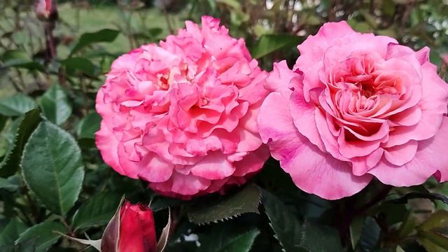 РОЗА АВГУСТА ЛУИЗА (Augusta Luise) | Обзор сорта розы Augusta Luise: характеристики и особенности смотреть онлайн