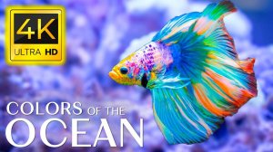 The Colors of the Ocean 4K ULTRA HD - The Best 8K Sea Animals for Relaxation & Calming Music