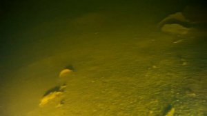 Подводное погружение озеро Дерганово Кулебаки.