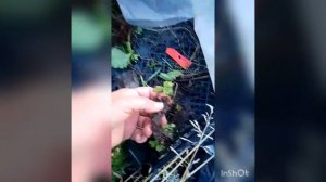 как я лечу саженцы клубники от нематоды