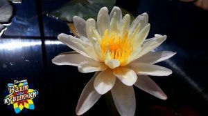 Нимфея Siam Sweet (Сладость Сиама) кувшинка, waterlily, водные растения, пруд