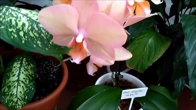 Мой нежный Phal. Legato