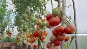 Минусинский помидор гигант 2021 года