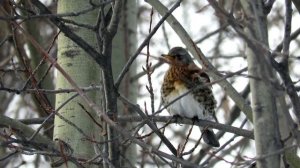 Дрозд Рябинник зимой, Fieldfare