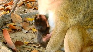 Newborn monkey feels super hungry when watching mummy eating delicious fruit