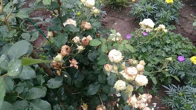 Роза? Нельсон Монфор смотреть онлайн