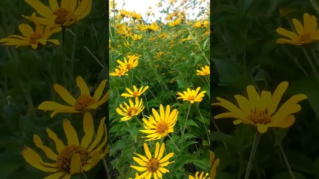 Heliopsis helianthoides False Sunflower