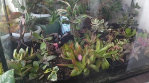 комнатные растения #суккуленты с дачи домой