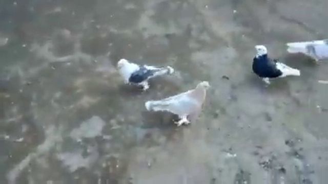 содержание и разведение   Турецкой Таклы любител  голубевода МУХАМБЕТОВ АСКАР, Г. Орск смотреть онлайн