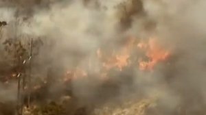 Поведение в лесу лесной пожар