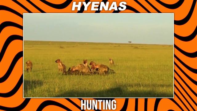 Wolf VS Hyena: Who Will Win In A Fight? | Gray Wolves | Animal Behavior | South Africa смотреть онлайн