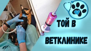 Как ведет себя русский той в ветклинике. Реакция той терьера  на кота.