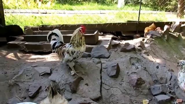 Куры несутся на улице – что делать и как вернуть в курятник? смотреть онлайн