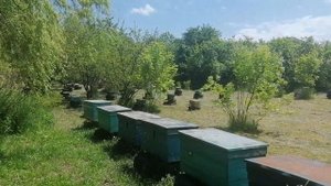 Майкопский Опорный Пункт пчеловодства. Одна из пасек.