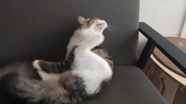 Tough movement of cat's paw смотреть онлайн