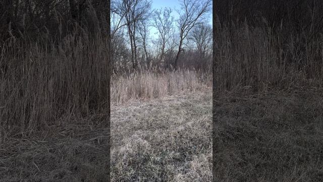 Работа и натаска лабрадора
