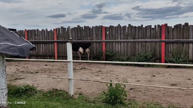 весёлое подворье 🕊️ смотреть онлайн